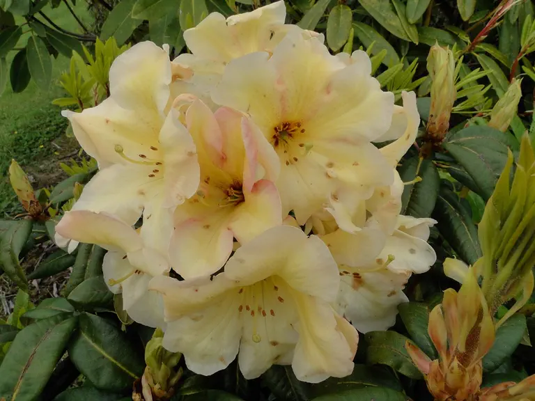Photo of R. 'Heol Breizh', Rhododendron Hybrid