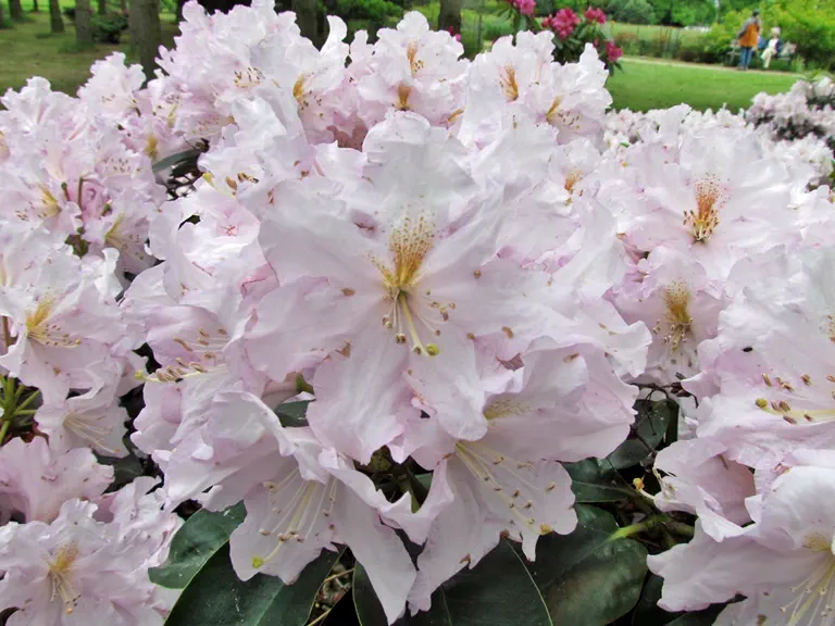 Photo of R. 'Dagmar', Rhododendron Hybrid