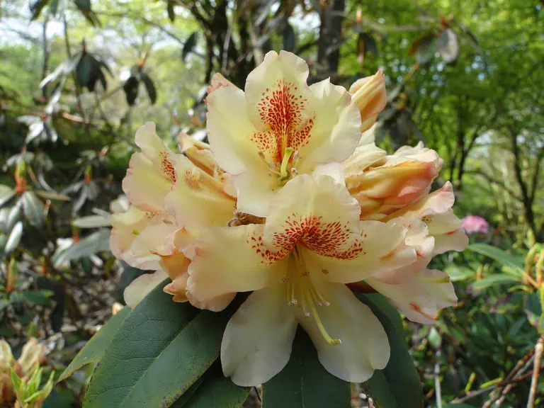Photo of R. 'Korrigan', Rhododendron Hybrid