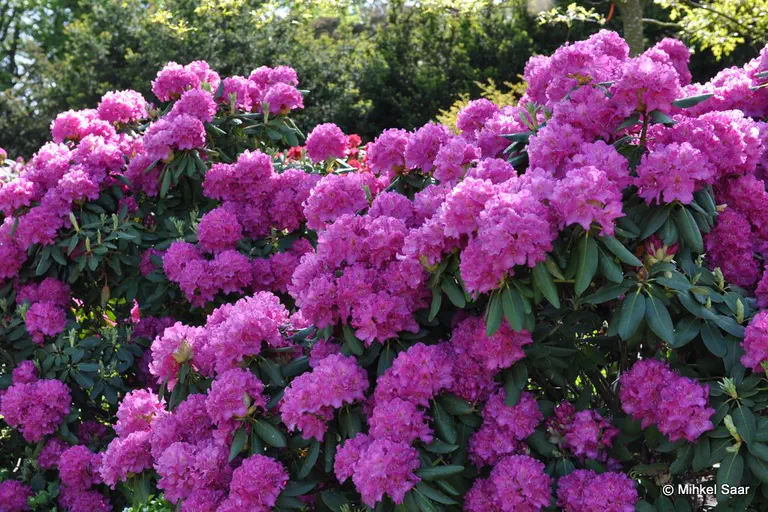 Photo of R. 'Daisy', Rhododendron Hybrid