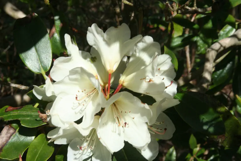 Photo of R. 'Dairymaid', Rhododendron Hybrid