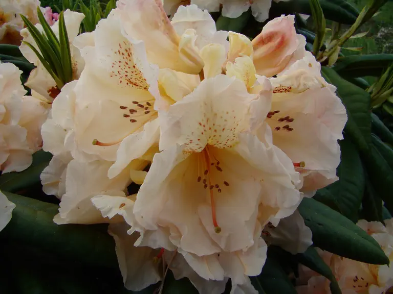 Photo of R. 'Paotrig Skaer', Rhododendron Hybrid