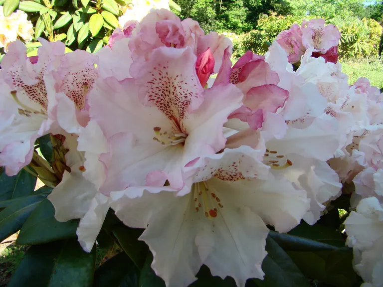 Photo of R. 'Plarc'hig Skaer', Rhododendron Hybrid