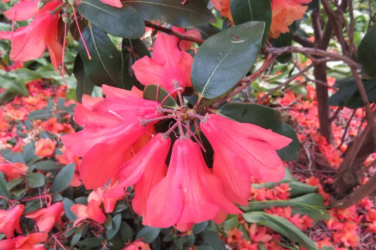 Photo of R. 'Shanti', Rhododendron Hybrid
