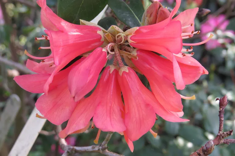 Photo of R. 'Sharda', Rhododendron Hybrid