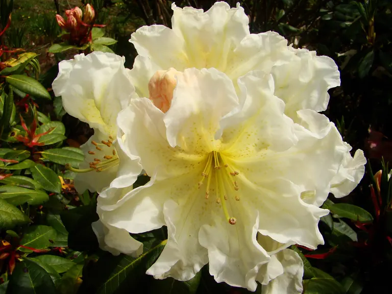 Photo of R. 'Thomas Le Duigou', Rhododendron Hybrid