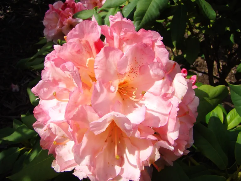 Photo of R. 'Treuscoat', Rhododendron Hybrid