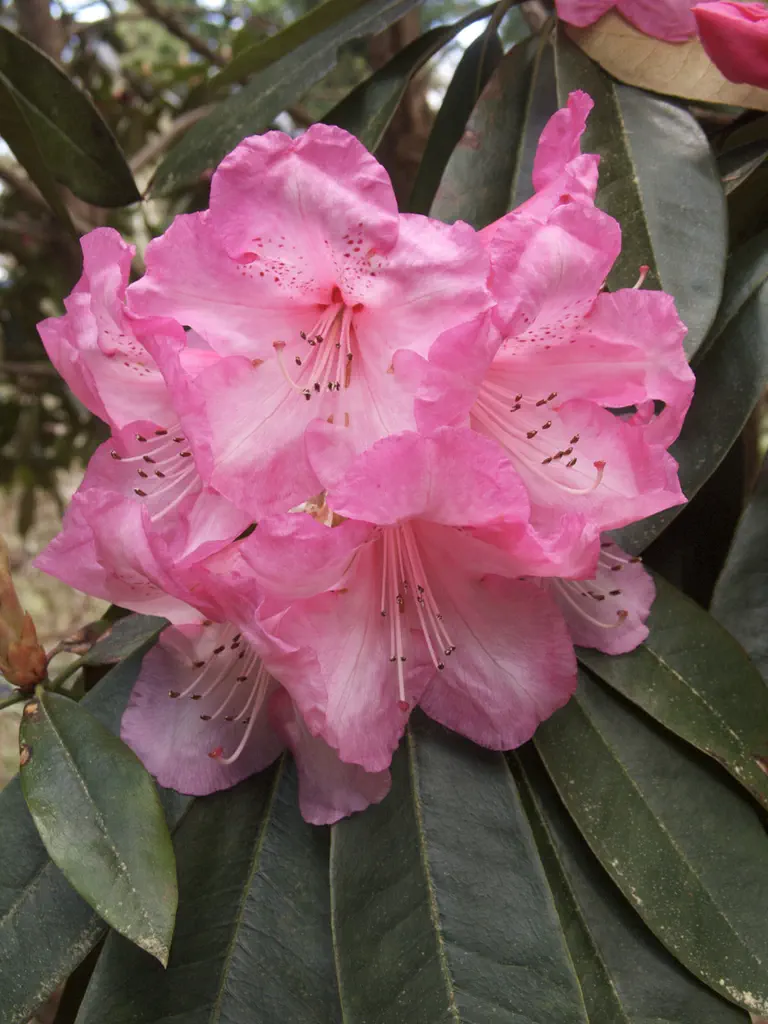 Photo of R. 'Dame Nellie Melba', Rhododendron Hybrid