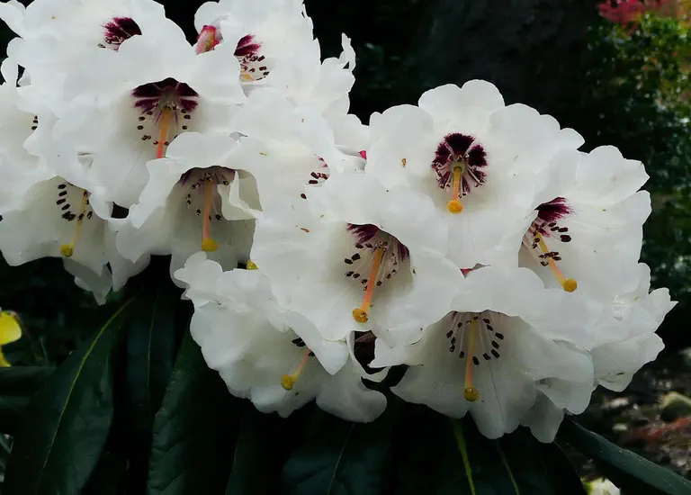 Photo of R. 'Pink Prelude', Rhododendron Hybrid