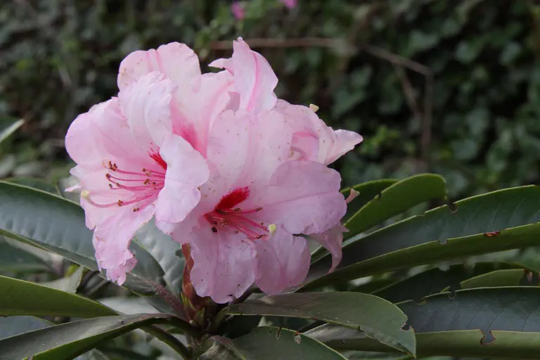 Photo of R. 'Abegail', Rhododendron Hybrid
