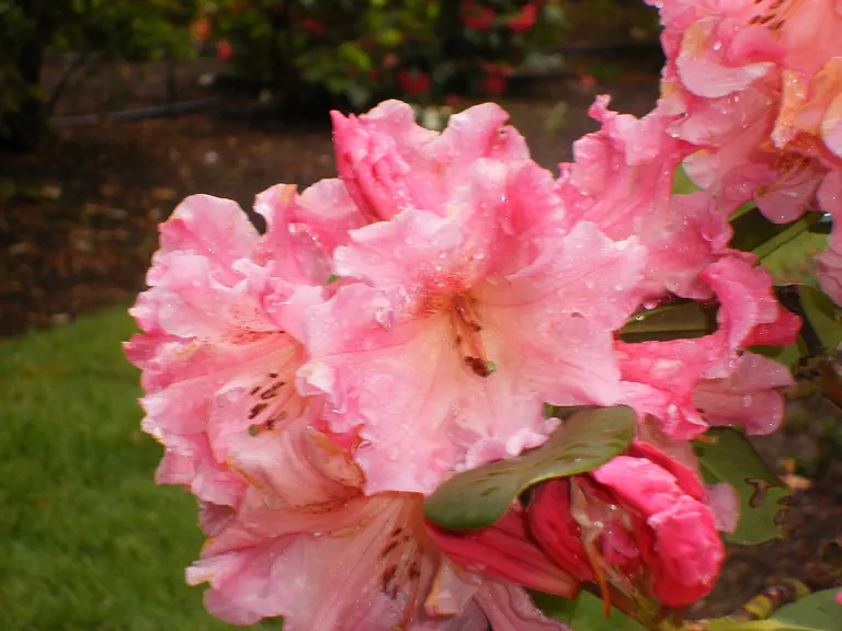 Photo of R. 'Sue Conn', Rhododendron Hybrid
