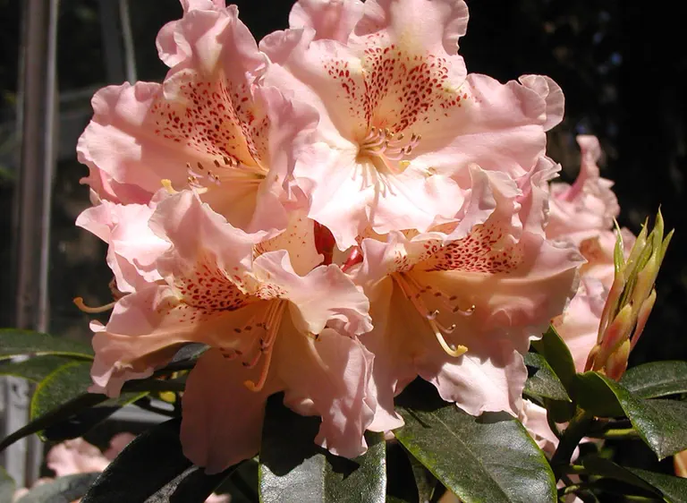 Photo of R. 'Nancy Evans x Purple Splendour', Rhododendron Hybrid