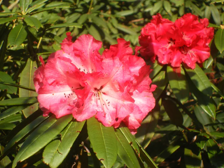 Photo of R. 'Karibean', Rhododendron Hybrid