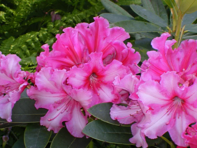 Photo of R. 'Mama Elsie', Rhododendron Hybrid
