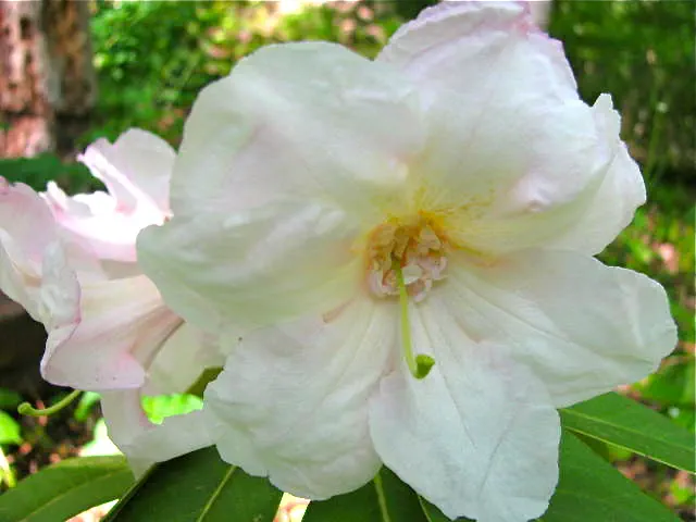 Photo of R. 'Thea Ann', Rhododendron Hybrid
