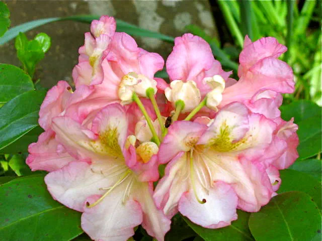 Photo of R. 'Always Admired', Rhododendron Hybrid