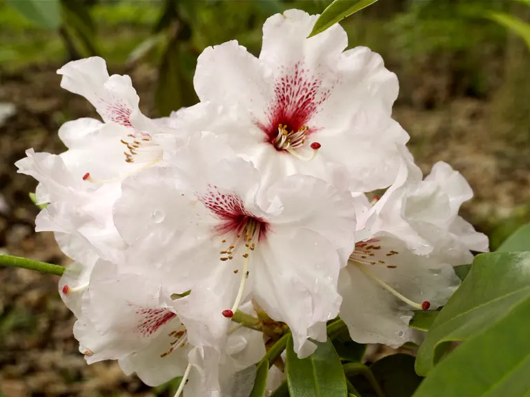 Photo of R. 'Morning After', Rhododendron Hybrid