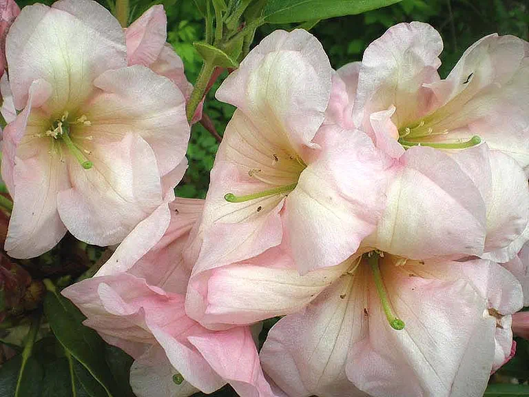 Photo of R. 'Shaker Sunrise', Rhododendron Hybrid