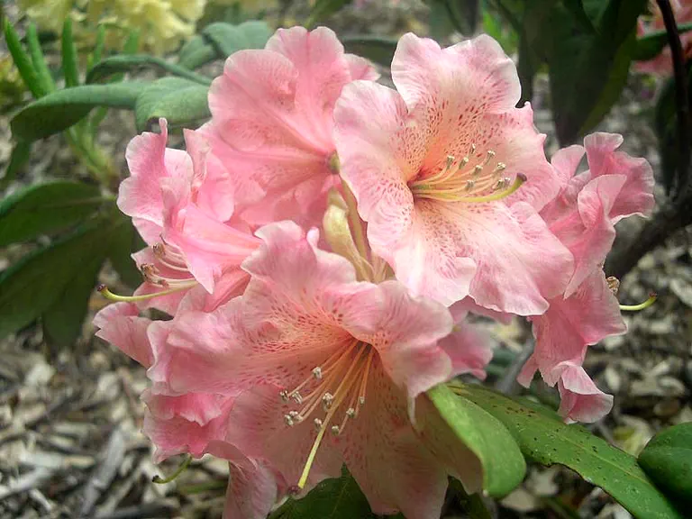 Photo of R. 'Robert Schill', Rhododendron Hybrid