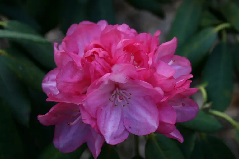 Photo of R. 'Daniela', Rhododendron Hybrid