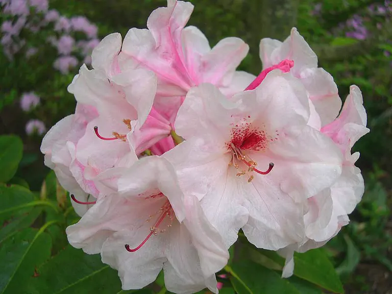 Photo of R. 'Tuscany', Rhododendron Hybrid