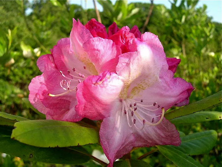 Photo of R. 'Straw Hat', Rhododendron Hybrid
