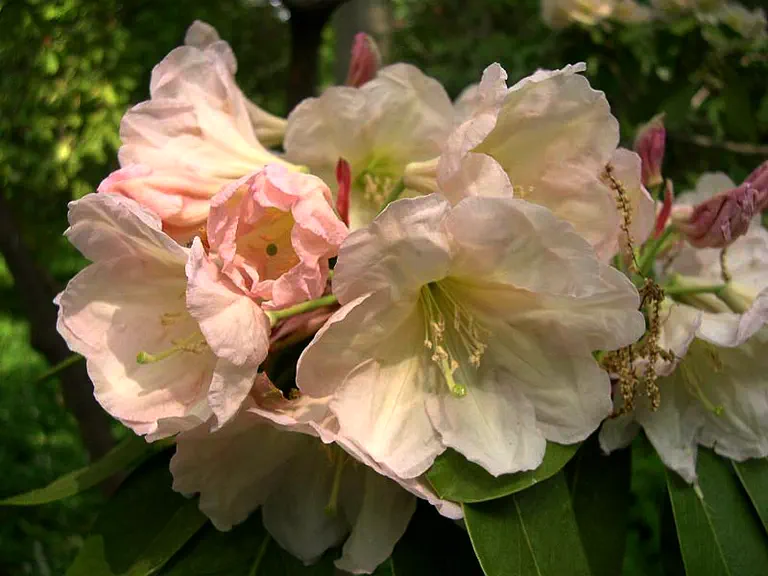 Photo of R. 'Dilemma', Rhododendron Hybrid