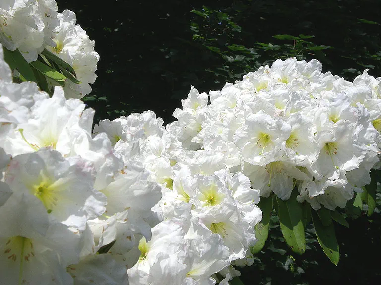 Photo of R. 'Snow Shimmer', Rhododendron Hybrid