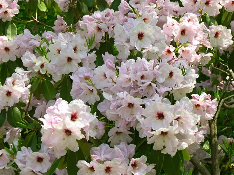 Photo of R. 'Maralyn Gillespie', Rhododendron Hybrid