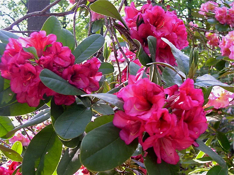 Photo of R. 'Bright Prospect', Rhododendron Hybrid