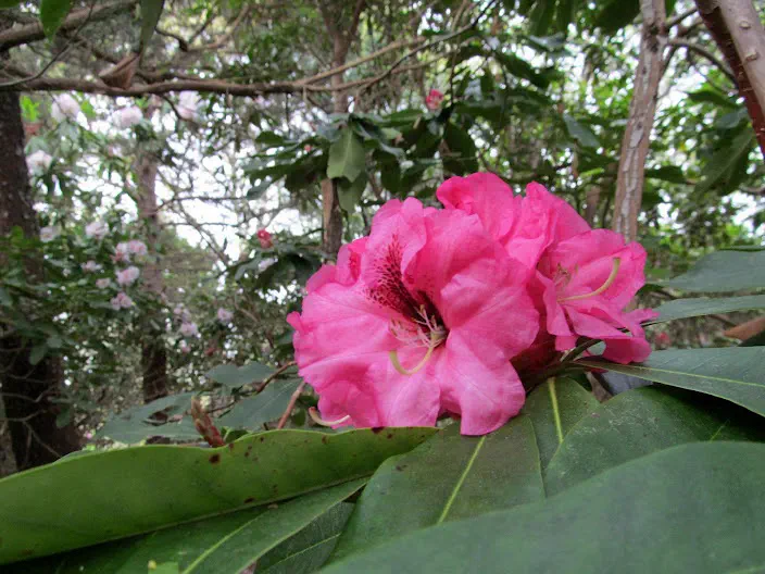 Photo of R. 'True Treasure', Rhododendron Hybrid