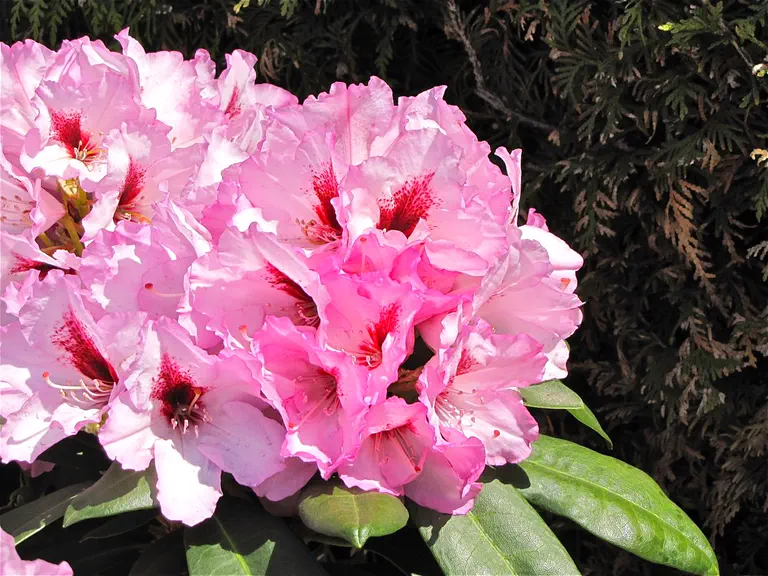 Photo of R. 'Danuta', Rhododendron Hybrid