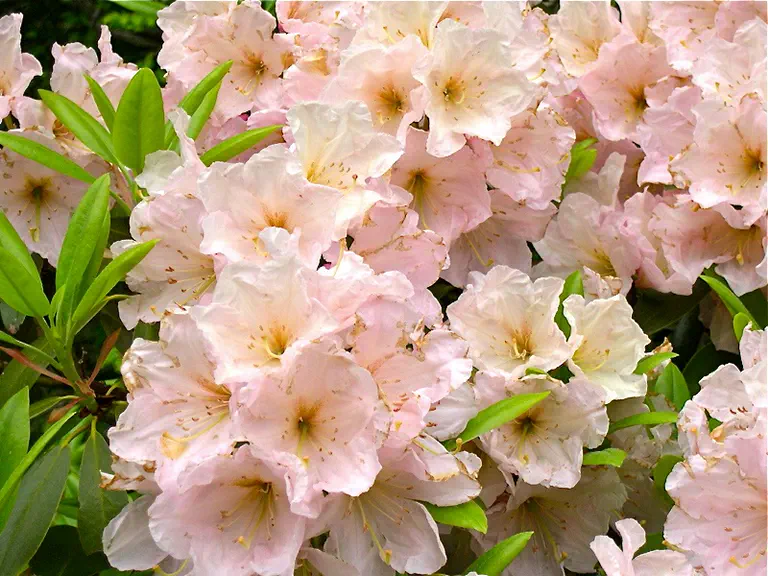 Photo of R. 'Ashes of Roses', Rhododendron Hybrid