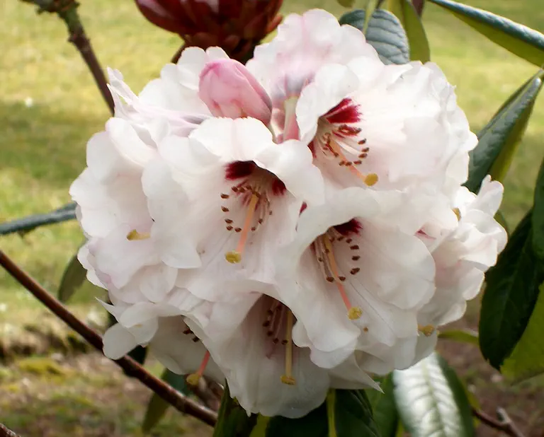 Photo of R. 'No. 6', Rhododendron Hybrid
