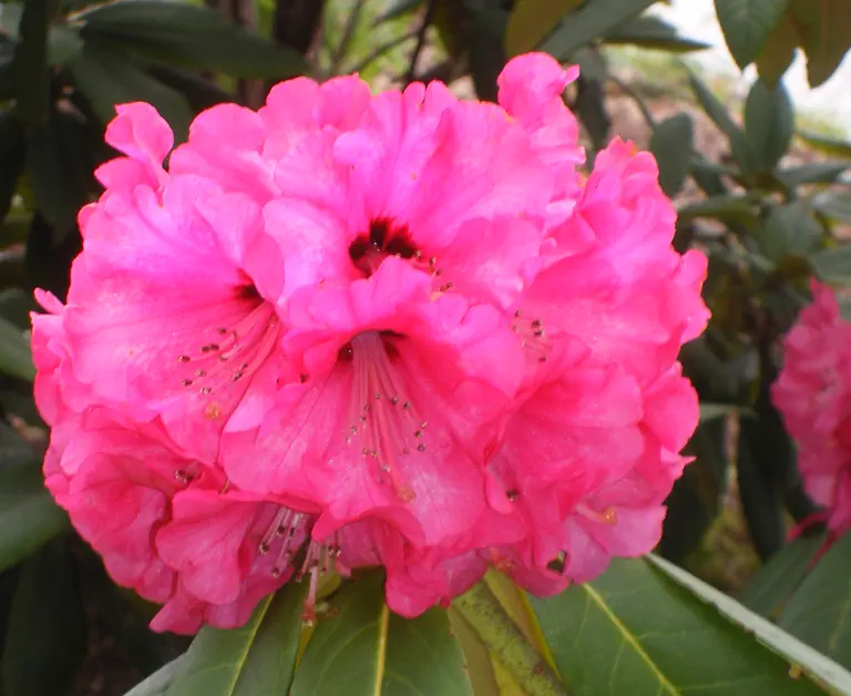 Photo of R. 'No. 6 x Double Winner', Rhododendron Hybrid