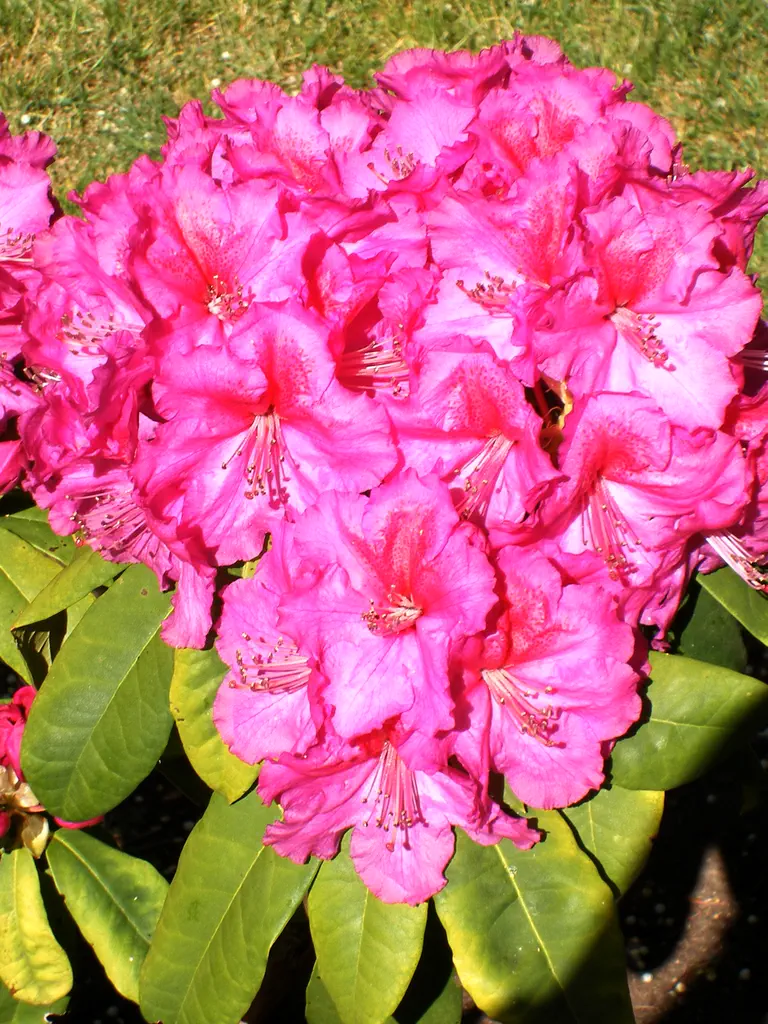 Photo of R. 'Anna x Blue Boy', Rhododendron Hybrid