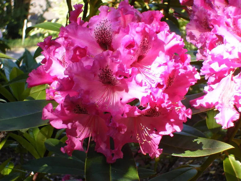 Photo of R. 'Anna x Purple Splendour', Rhododendron Hybrid