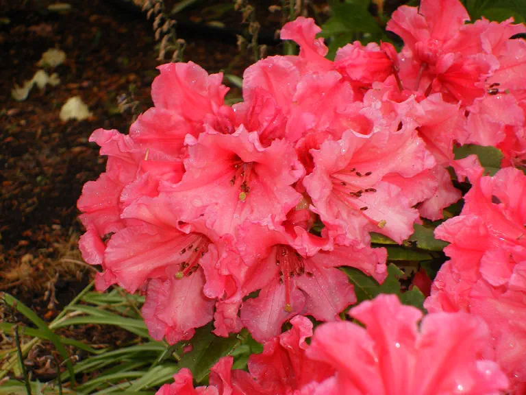 Photo of R. 'Anna x Tropicana', Rhododendron Hybrid