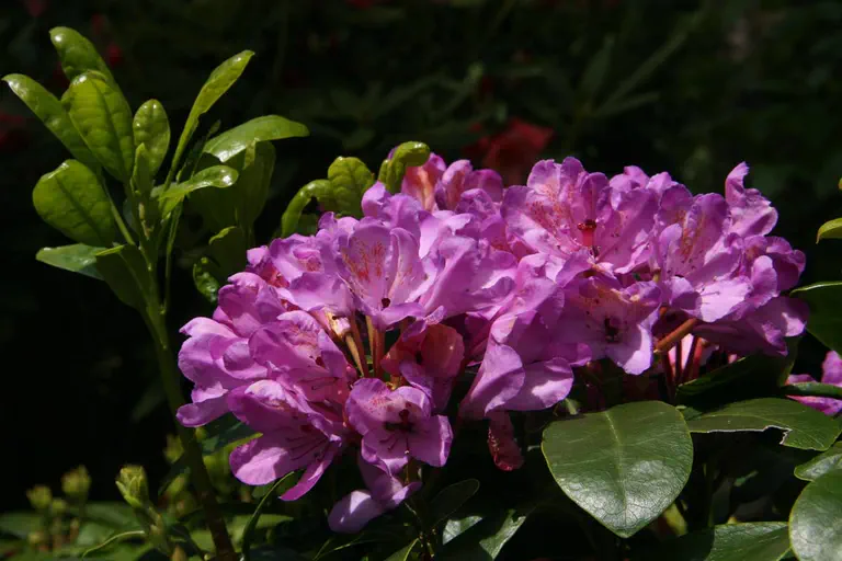 Photo of R. 'Daphnoides', Rhododendron Hybrid