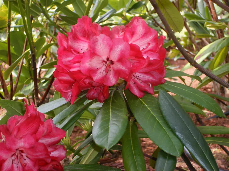 Photo of R. 'Anna x Albatros X calophytum x King of Shrubs', Rhododendron Hybrid