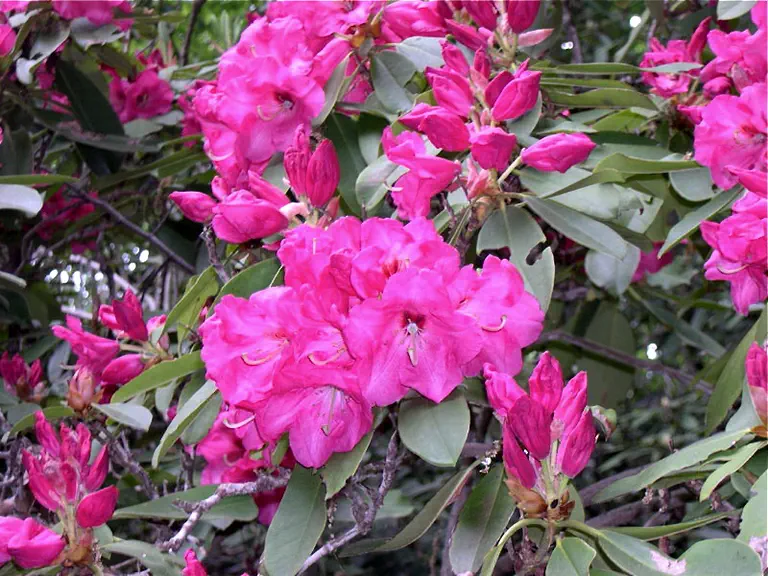 Photo of R. 'Halesite', Rhododendron Hybrid
