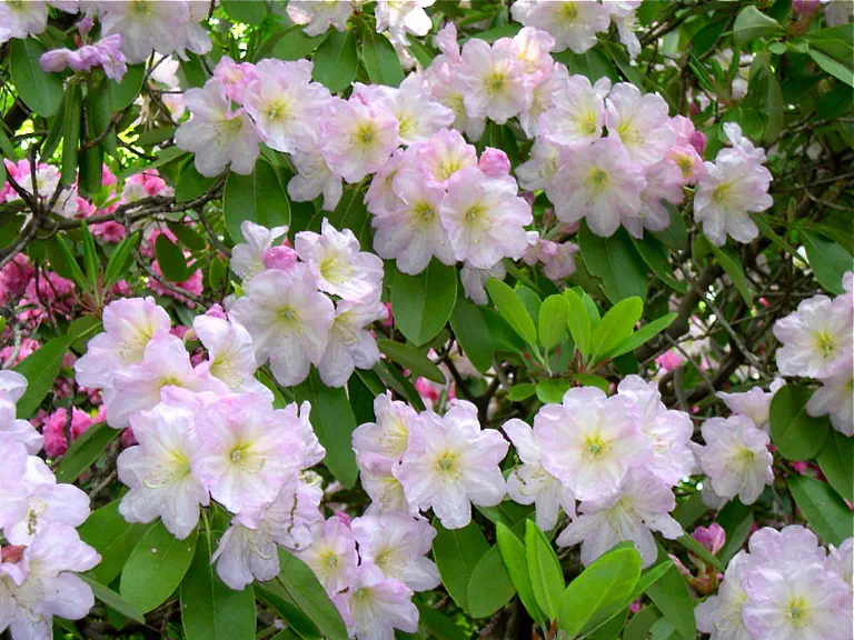 Photo of R. 'Harwich', Rhododendron Hybrid