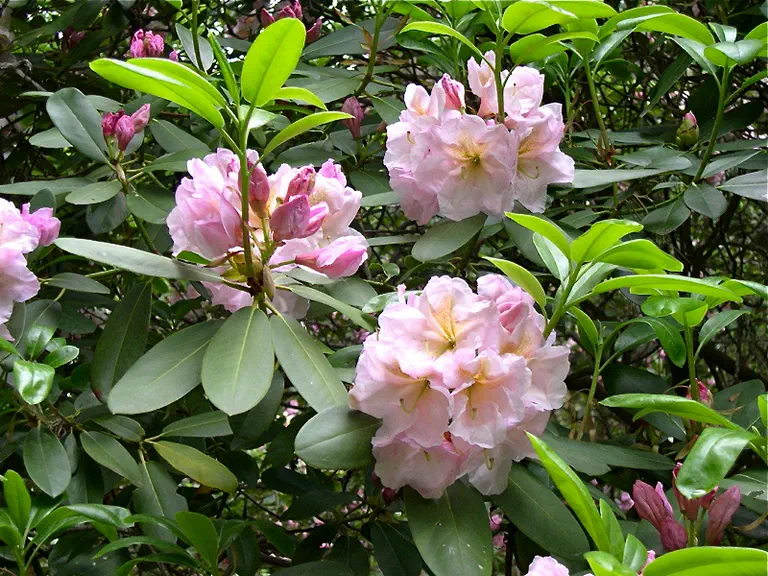 Photo of R. 'Barnstable', Rhododendron Hybrid