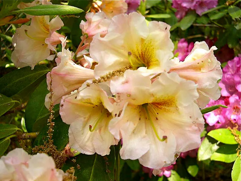 Photo of R. 'Butter and Eggs', Rhododendron Hybrid