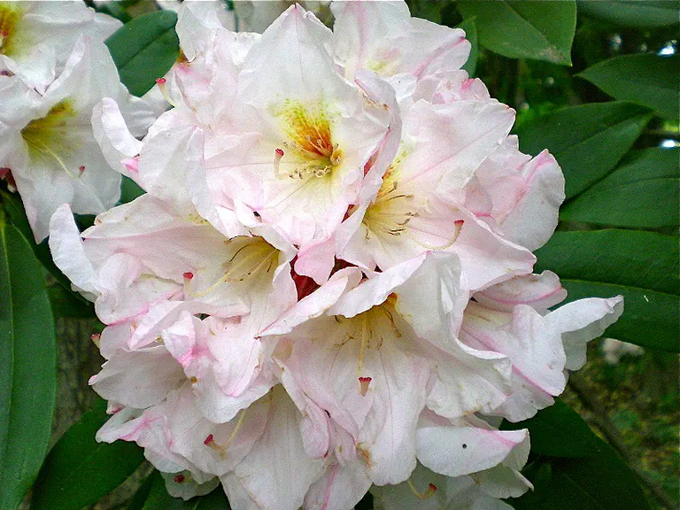 Photo of R. 'June Achievement', Rhododendron Hybrid