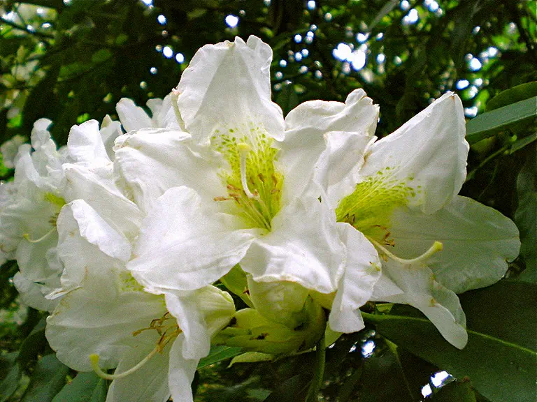 Photo of R. 'June Maid', Rhododendron Hybrid