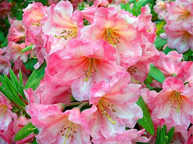 Photo of R. 'Dexter's Orange', Rhododendron Hybrid