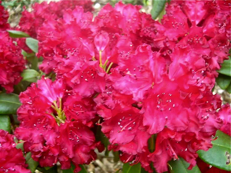 Photo of R. 'Commonwealth', Rhododendron Hybrid