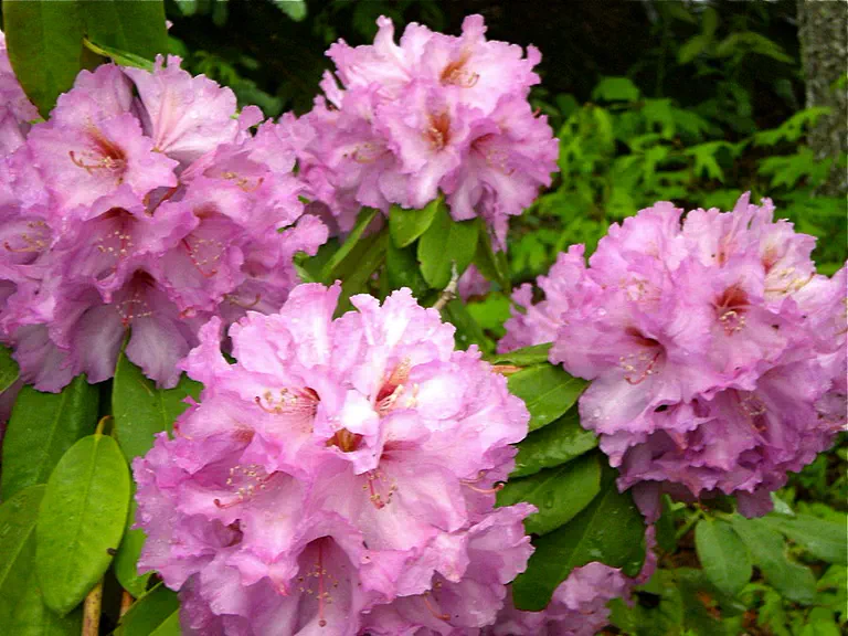 Photo of R. 'Henry Coe', Rhododendron Hybrid