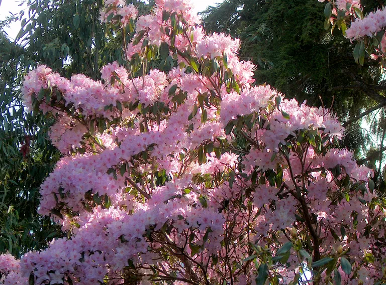 Photo of R. 'Daphne Jewiss', Rhododendron Hybrid